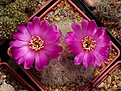 Нажмите на изображение для увеличения.

Название:	Sulcorebutia tarabucoensis ssp.patriciae BB1113.01.JPG
Просмотров:	777
Размер:	243.9 Кб
ID:	353563