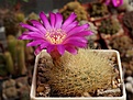 Нажмите на изображение для увеличения.

Название:	Sulcorebutia swobodae  HS27.JPG
Просмотров:	796
Размер:	239.2 Кб
ID:	353566