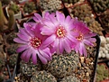 Нажмите на изображение для увеличения.

Название:	Sulcorebutia crispata  HS258.JPG
Просмотров:	778
Размер:	234.9 Кб
ID:	353568