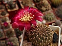 Нажмите на изображение для увеличения.

Название:	Sulcorebutia oenantha JK 26.JPG
Просмотров:	791
Размер:	242.8 Кб
ID:	353569