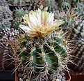 Нажмите на изображение для увеличения.

Название:	Hor.horridus v.robustus  FR472.JPG
Просмотров:	164
Размер:	189.3 Кб
ID:	353636