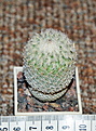 Нажмите на изображение для увеличения.

Название:	Epithelantha micromeris.jpg
Просмотров:	151
Размер:	200.5 Кб
ID:	353648