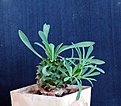 Нажмите на изображение для увеличения.

Название:	Euphorbia cv. Cocklebur_5.15.JPG
Просмотров:	301
Размер:	75.1 Кб
ID:	353690