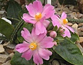 Нажмите на изображение для увеличения.

Название:	s8_grandiflora.jpg
Просмотров:	205
Размер:	55.8 Кб
ID:	353715
