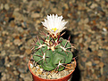 Нажмите на изображение для увеличения.

Название:	Thelocactus_paradensis.jpg
Просмотров:	151
Размер:	159.9 Кб
ID:	353726