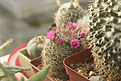 Нажмите на изображение для увеличения.

Название:	Mammillaria combo_01.jpg
Просмотров:	151
Размер:	192.3 Кб
ID:	353749