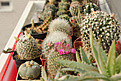 Нажмите на изображение для увеличения.

Название:	Mammillaria combo_02.jpg
Просмотров:	153
Размер:	208.9 Кб
ID:	353750