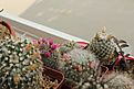 Нажмите на изображение для увеличения.

Название:	Mammillaria combo_03.jpg
Просмотров:	148
Размер:	198.4 Кб
ID:	353751