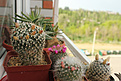 Нажмите на изображение для увеличения.

Название:	Mammillaria combo_04.jpg
Просмотров:	148
Размер:	226.8 Кб
ID:	353752
