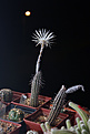 Нажмите на изображение для увеличения.

Название:	Setiechinopsis mirabilis.jpg
Просмотров:	142
Размер:	159.2 Кб
ID:	353753