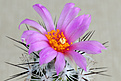 Нажмите на изображение для увеличения.

Название:	Neolloidia-grandiflora.jpg
Просмотров:	150
Размер:	238.0 Кб
ID:	353791