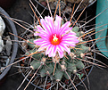 Нажмите на изображение для увеличения.

Название:	Thelocactus-rinconensis5.jpg
Просмотров:	107
Размер:	235.6 Кб
ID:	353792