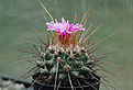 Нажмите на изображение для увеличения.

Название:	Thelocactus-rinconensis-3.jpg
Просмотров:	107
Размер:	236.5 Кб
ID:	353793