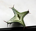 Нажмите на изображение для увеличения.

Название:	Euphorbia canariensis_hole_5.15.JPG
Просмотров:	323
Размер:	51.3 Кб
ID:	353815