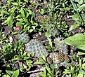 Нажмите на изображение для увеличения.

Название:	Opuntia Х fragilis “Freiberger”_5.15.JPG
Просмотров:	871
Размер:	174.9 Кб
ID:	353942