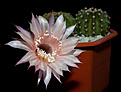 Нажмите на изображение для увеличения.

Название:	Echinopsis hybr.315 YUCATAN Wessner.jpg
Просмотров:	413
Размер:	219.7 Кб
ID:	353960