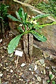 Нажмите на изображение для увеличения.

Название:	Euphorbia_lophogona_1.jpg
Просмотров:	328
Размер:	119.1 Кб
ID:	353961