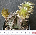 Нажмите на изображение для увеличения.

Название:	Gymnocalycium_mihanovichii_500p
Просмотров:	345
Размер:	184.0 Кб
ID:	353970