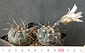 Нажмите на изображение для увеличения.

Название:	Gymnocalycium_bodenbenderianum_P76_350p
Просмотров:	357
Размер:	197.1 Кб
ID:	353971