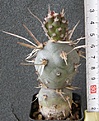 Нажмите на изображение для увеличения.

Название:	Tephrocactus_articulatus_papyracanthus_VG193_500p
Просмотров:	351
Размер:	196.1 Кб
ID:	353973