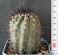 Нажмите на изображение для увеличения.

Название:	Copiapoa_calderana_AW101_1000p
Просмотров:	369
Размер:	208.5 Кб
ID:	353974