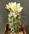 Нажмите на изображение для увеличения.

Название:	Copiapoa_montana_(более_раннее_фото_её_же)
Просмотров:	351
Размер:	188.0 Кб
ID:	353976