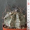 Нажмите на изображение для увеличения.

Название:	Astrophytum_capricorne_major_800p
Просмотров:	342
Размер:	242.5 Кб
ID:	353977