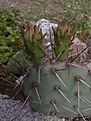 Нажмите на изображение для увеличения.

Название:	Opuntia camanchica rubra (576 x 768).jpg
Просмотров:	222
Размер:	103.2 Кб
ID:	354019