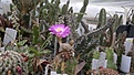 Нажмите на изображение для увеличения.

Название:	Mammillaria theresae 2015-06-03-3147.jpg
Просмотров:	192
Размер:	88.0 Кб
ID:	354043
