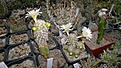 Нажмите на изображение для увеличения.

Название:	Mammillaria theresae f. albiflora2015-06-03-3183.jpg
Просмотров:	210
Размер:	101.5 Кб
ID:	354044