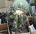 Нажмите на изображение для увеличения.

Название:	Echinocactus ingens_12y_31.5.15.JPG
Просмотров:	125
Размер:	126.1 Кб
ID:	354080