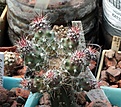 Нажмите на изображение для увеличения.

Название:	Sclerocactus parviflorus RP135_5.15.JPG
Просмотров:	134
Размер:	132.2 Кб
ID:	354081