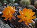 Нажмите на изображение для увеличения.

Название:	L.thionantha v.auranthiaca  R148.JPG
Просмотров:	524
Размер:	151.4 Кб
ID:	354086