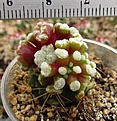 Нажмите на изображение для увеличения.

Название:	IMG_4665.JPG
Просмотров:	227
Размер:	212.2 Кб
ID:	354103