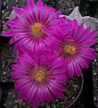 Нажмите на изображение для увеличения.

Название:	Kr. guelzoviana splendens 2015.jpg
Просмотров:	143
Размер:	223.8 Кб
ID:	354140