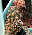 Нажмите на изображение для увеличения.

Название:	Tephrocactus molinensis_5.15.JPG
Просмотров:	974
Размер:	90.1 Кб
ID:	354178