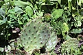Нажмите на изображение для увеличения.

Название:	Opuntia phaeacantha v.albispina_5.15.JPG
Просмотров:	436
Размер:	118.3 Кб
ID:	354259