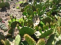 Нажмите на изображение для увеличения.

Название:	opuntia compressa.JPG
Просмотров:	438
Размер:	137.1 Кб
ID:	354261