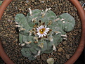 Нажмите на изображение для увеличения.

Название:	Lophophora williamsii (2).jpg
Просмотров:	147
Размер:	248.8 Кб
ID:	354274