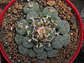 Нажмите на изображение для увеличения.

Название:	Lophophora williamsii (3).jpg
Просмотров:	157
Размер:	249.7 Кб
ID:	354275