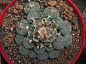 Нажмите на изображение для увеличения.

Название:	Lophophora williamsii (3).jpg
Просмотров:	140
Размер:	249.7 Кб
ID:	354275