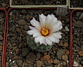 Нажмите на изображение для увеличения.

Название:	Strombocactus disciformis Repp 1734.jpg
Просмотров:	149
Размер:	178.7 Кб
ID:	354277