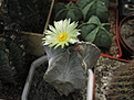 Нажмите на изображение для увеличения.

Название:	Astrophytum myriostigma v. columnare (К. Sch.) Tsuda.jpg
Просмотров:	152
Размер:	143.3 Кб
ID:	354280