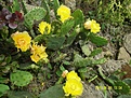 Нажмите на изображение для увеличения.

Название:	Opuntia humifusa.JPG
Просмотров:	429
Размер:	212.2 Кб
ID:	354297