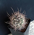 Нажмите на изображение для увеличения.

Название:	Echinocereus lindsayi_8y_5.15.JPG
Просмотров:	591
Размер:	115.4 Кб
ID:	354323