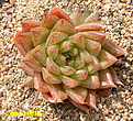 Нажмите на изображение для увеличения.

Название:	Haworthia_'Cassandra'.jpg
Просмотров:	248
Размер:	240.7 Кб
ID:	354347