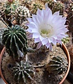 Нажмите на изображение для увеличения.

Название:	Echinopsis sp..JPG
Просмотров:	435
Размер:	219.4 Кб
ID:	354353