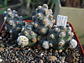 Нажмите на изображение для увеличения.

Название:	Tephrocactus molinensis (Speg.) Backeb. 1953.jpg
Просмотров:	141
Размер:	249.9 Кб
ID:	354367