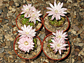 Нажмите на изображение для увеличения.

Название:	Gymnocalycium_damsii_v.centrispinum_(rotundum)_STO_981_Robore.jpg
Просмотров:	139
Размер:	215.8 Кб
ID:	354380