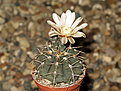 Нажмите на изображение для увеличения.

Название:	Gymnocalycium_ochoterenae_GN_207-578_Ruta_3_San_Luis.jpg
Просмотров:	148
Размер:	191.7 Кб
ID:	354381